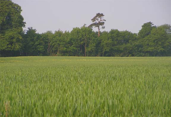 Our first field of Organic Corn