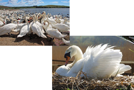 Mass Of Swanns and A Swan Nesting at Abbotsbury Swannery